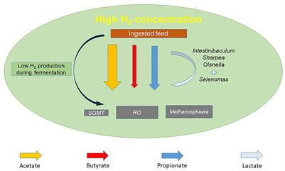 Enteric methane research and mitigation strategies for pastoral-based beef cattle production systems
